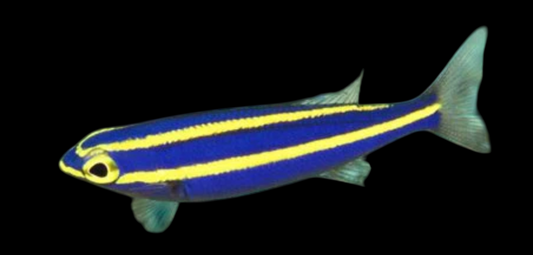 Banana Fish