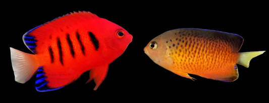 False Shepard's Angelfish, Hybrid