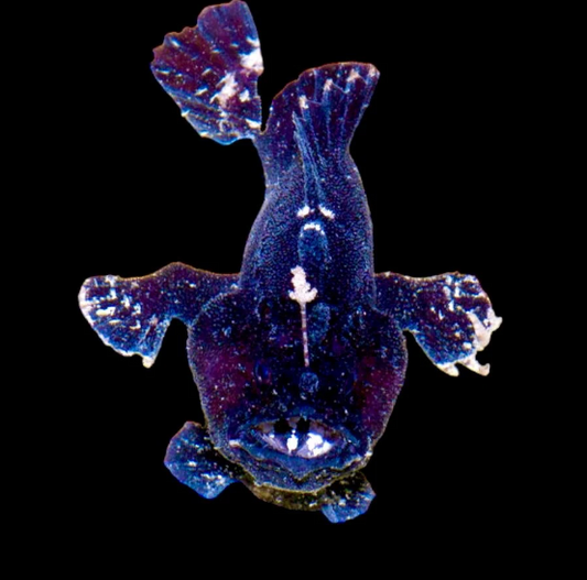 Commersoni Anglerfish, Black