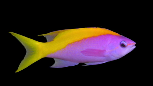Evansi Anthias