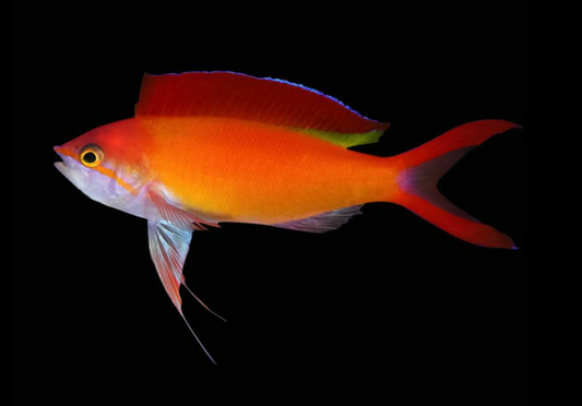 Ignitus Anthias