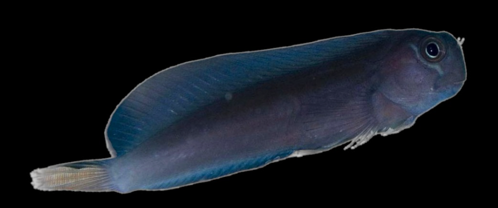 Black Comb Tooth Blenny