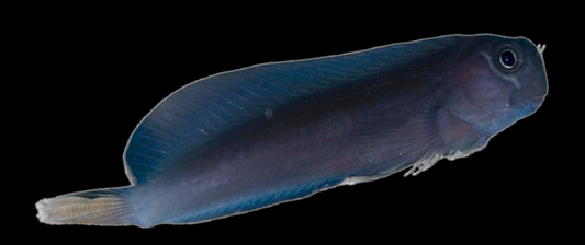 Black Comb Tooth Blenny