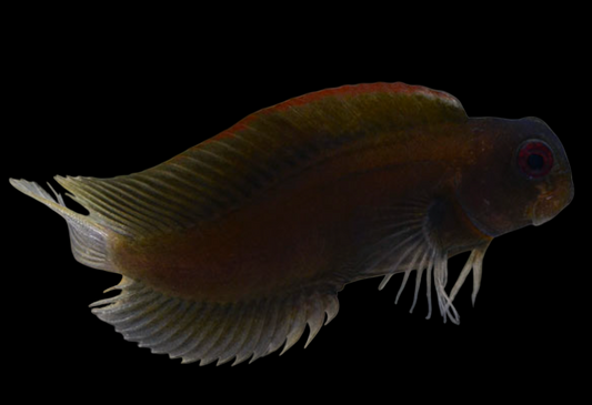 Black Sailfin Blenny