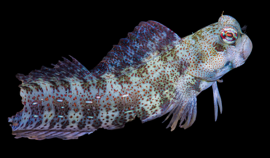 Blue Dashed Rockskipper Blenny