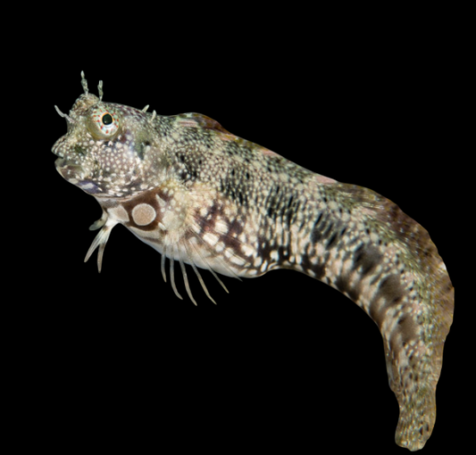 Breast Spot Blenny