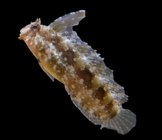 Floral Blenny