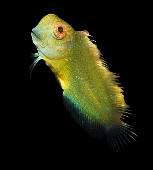 Golden Sailfin Blenny
