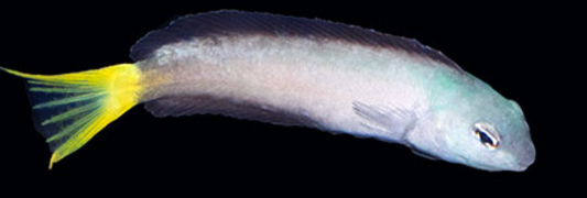 Harptail Blenny