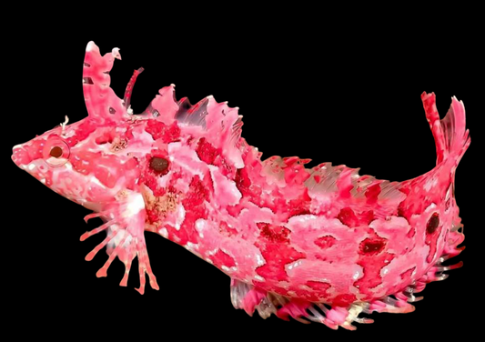 Japanese Kelpfish Blenny