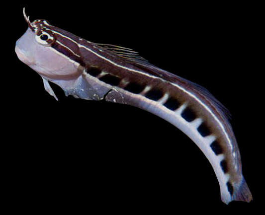 Klausewitz's Blenny