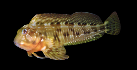 Molly Miller Blenny