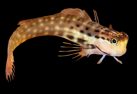 Nalolo Blenny
