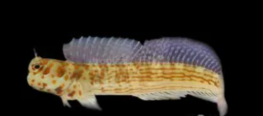 Pictus Blenny