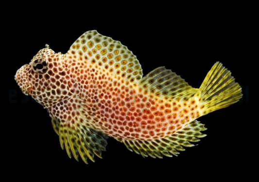 Red Leopard Sailfin Blenny