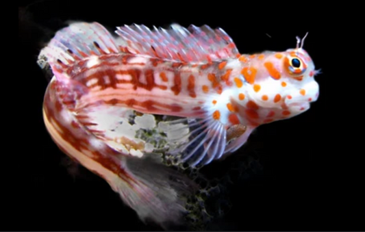Red-Spotted Blenny