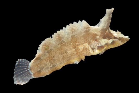 Rhino Blenny