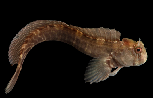 Rippled Rockskipper Blenny
