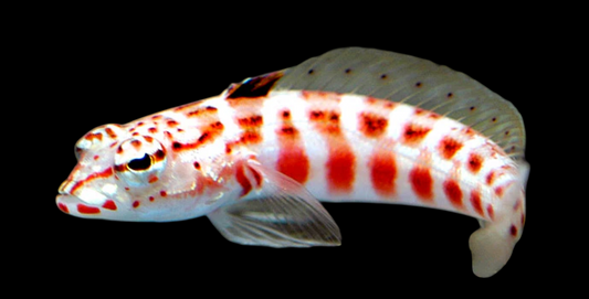 Sandhopper Blenny