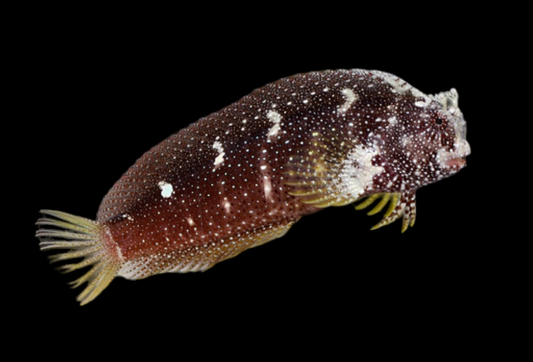 Starry Blenny