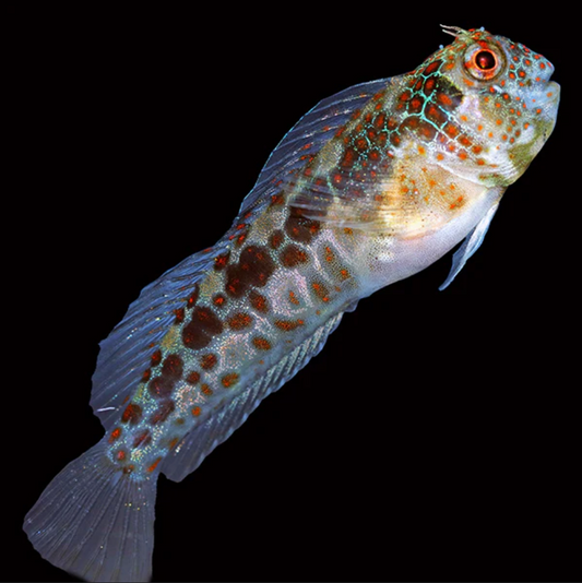 Tesselated Blenny