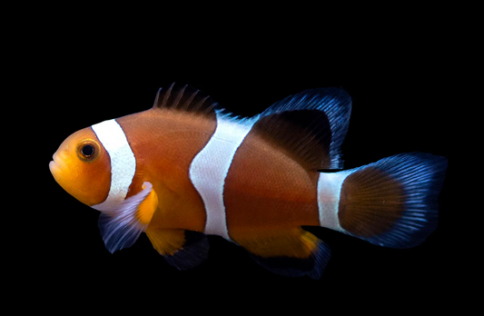 Longfin Mocha Ocellaris Clownfish