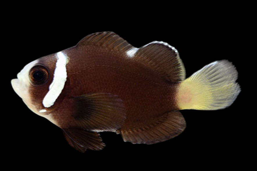 McCullochi Clownfish