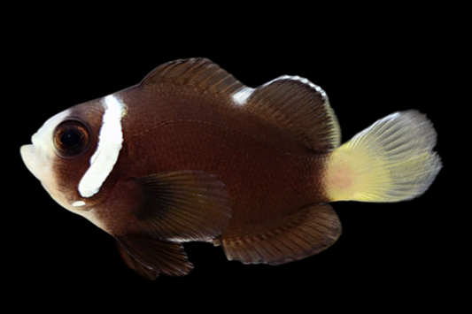 McCullochi Clownfish