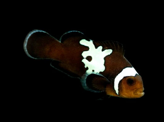 Midnight Lightning Ocellaris Clownfish, Bali Aquarich