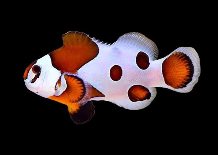 Orange Storm Ocellaris Clownfish