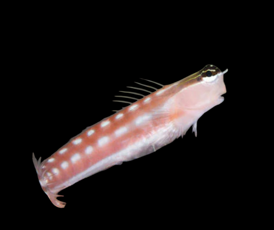 Tiger Combtooth Blenny