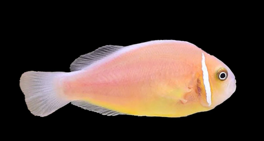 Pink Skunk Clownfish
