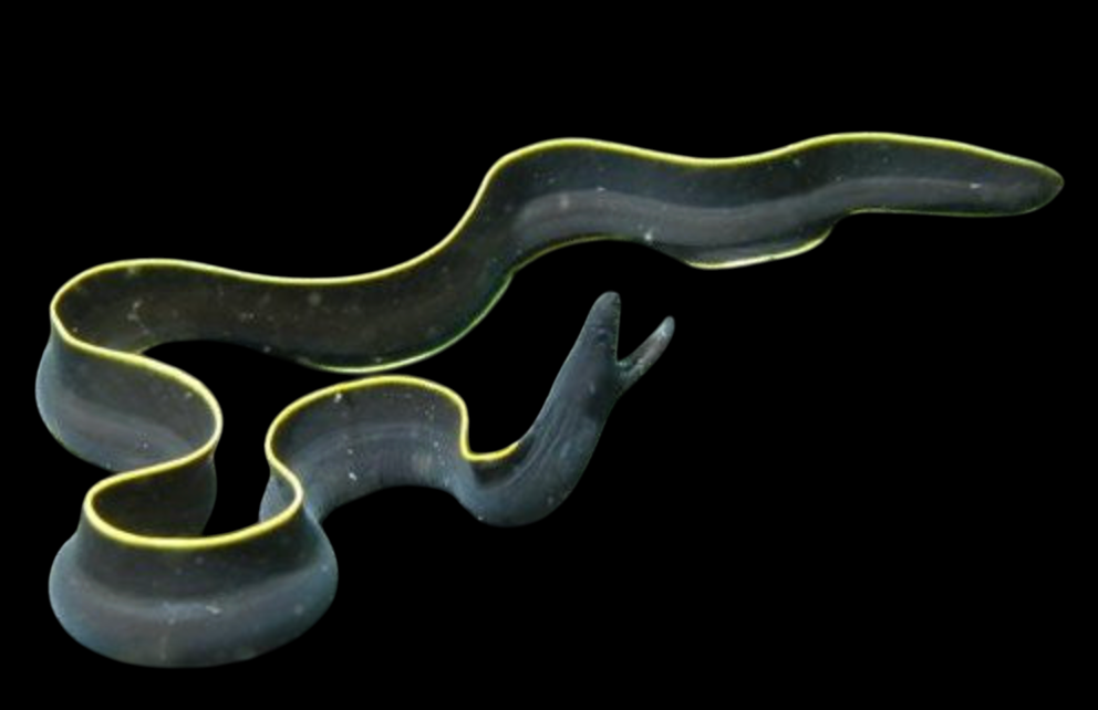 Black Ribbon Eel