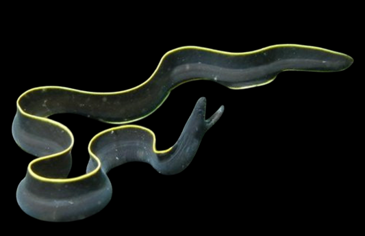 Black Ribbon Eel
