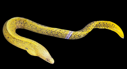 Golden /Banana Goldentail Eel
