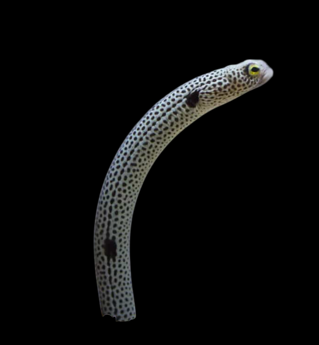 Spotted Garden Eel