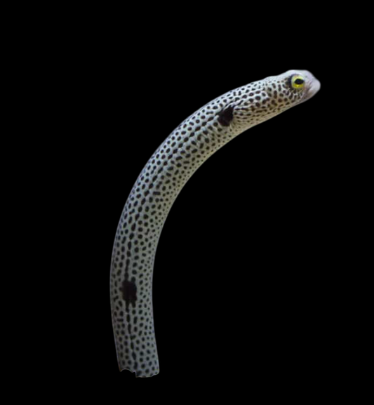 Spotted Garden Eel