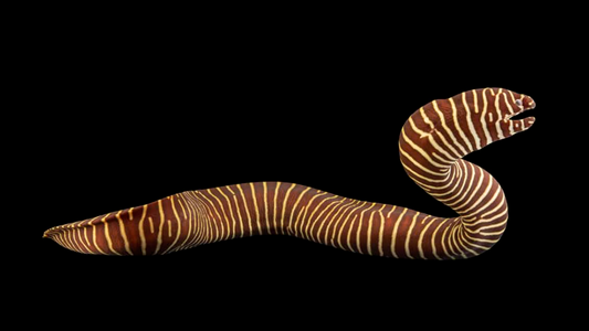 Zebra Moray Eel