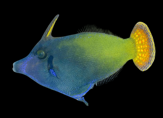 Redtail Filefish