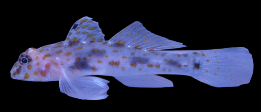 Cave Transparent Goby