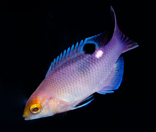 Blackbar Hogfish