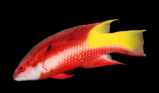 Cuban Hogfish