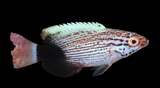 Galaxy Hogfish, Juvenile