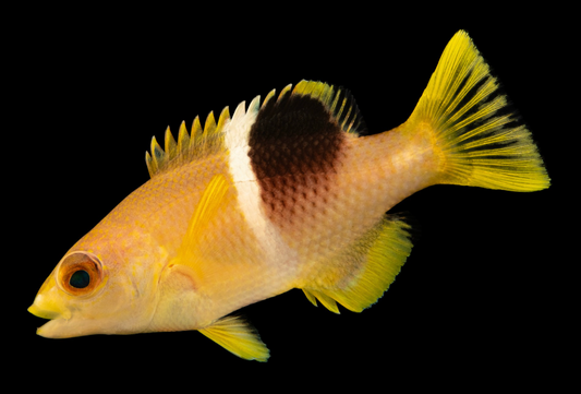 Golden Spot Hogfish