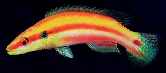 Lemon-striped Pygmy
