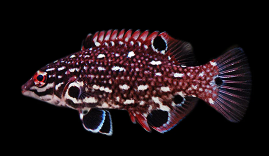Red Diana Hogfish