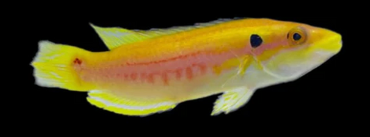 Two Spot Hogfish