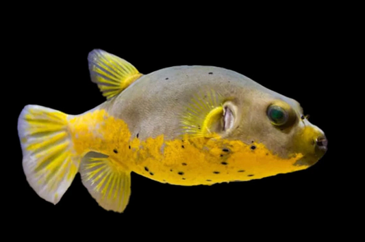 Dogface Pufferfish
