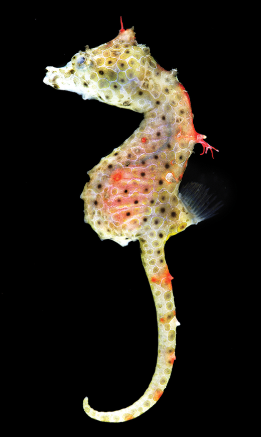 Brazilian Longsnout Seahorse