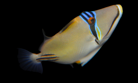 Assasi Triggerfish
